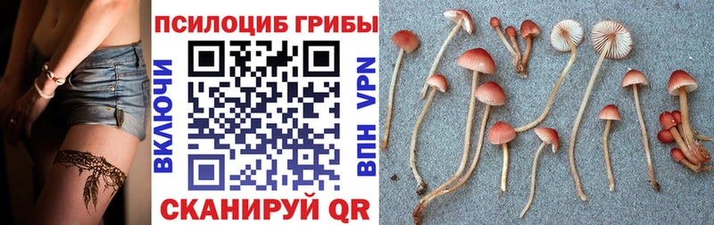 закладки  Феодосия  Галлюциногенные грибы Cubensis 